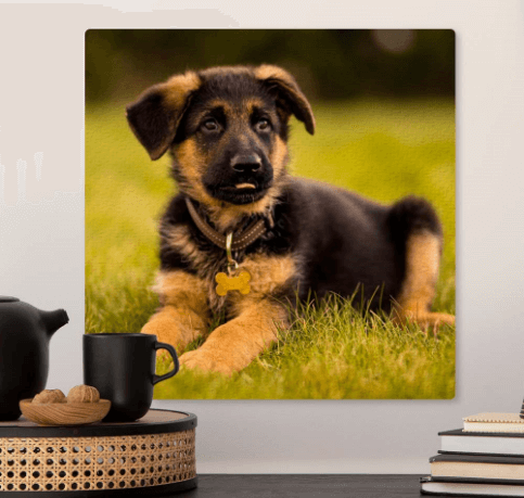 Picture of a puppy hung on the wall
